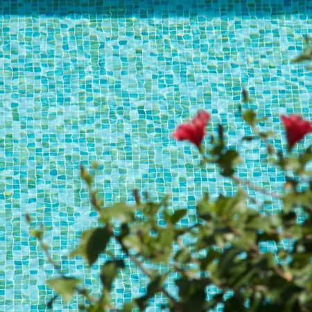 Magnolia
